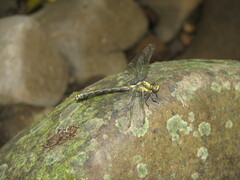 Octogomphus specularis