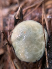 Russula parvovirescens