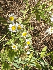 Erigeron strigosus