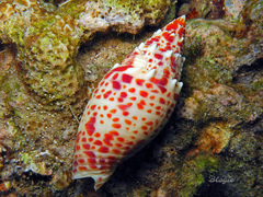 Mitra papalis