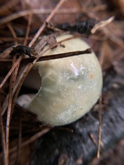 Russula parvovirescens