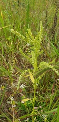 Amaranthus tuberculatus
