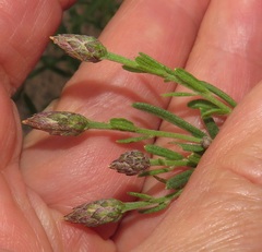 Oocephala centaureoides