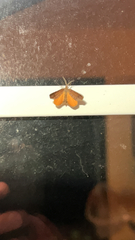 Mellilla xanthometata