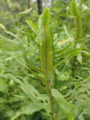 Polypodioideae