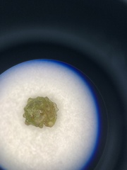 Potamogeton bicupulatus