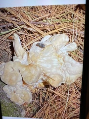 Laetiporus cincinnatus