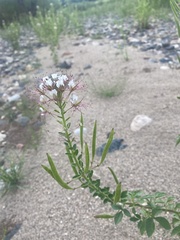 Polanisia dodecandra trachysperma