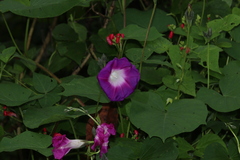 Ipomoea orizabensis
