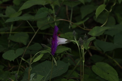 Ipomoea orizabensis