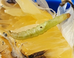 Diaphania