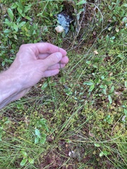Eriophorum