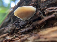 Antrodiella
