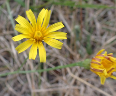 Scorzoneroides autumnalis