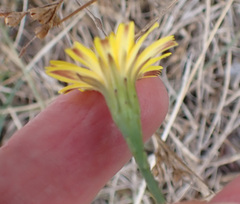 Scorzoneroides autumnalis
