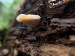 Antrodiella