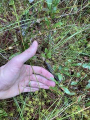 Eriophorum
