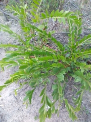 Acacia complanata