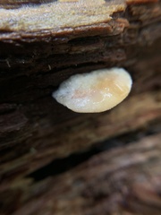 Antrodiella