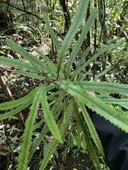Knightia excelsa
