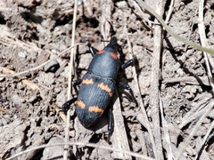Cactophagus spinolae