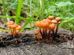 Marasmiineae