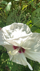 Hibiscus moscheutos