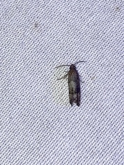 Eucosma parmatana