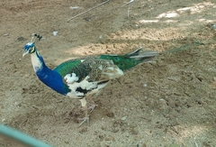 Pavo