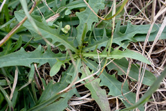 Scorzoneroides autumnalis