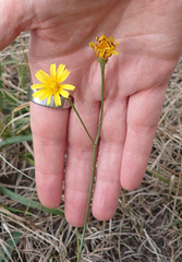 Scorzoneroides autumnalis