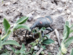 Cactophagus spinolae