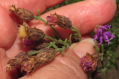 Oocephala centaureoides