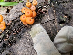 Marasmiineae