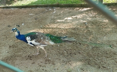 Pavo