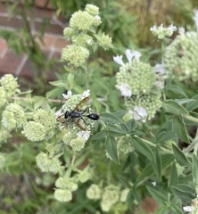 Isodontia auripes