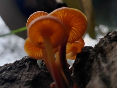 Marasmiineae