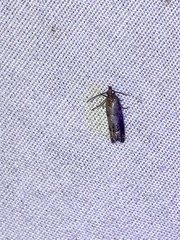 Eucosma parmatana