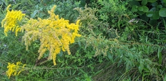 Solidago juncea