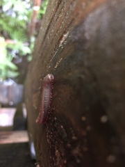 Trigoniulus corallinus