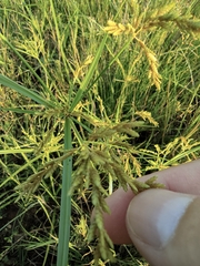 Cyperus iria
