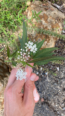 Asclepias perennis
