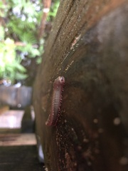 Trigoniulus corallinus