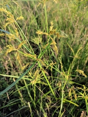 Cyperus iria