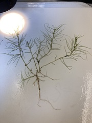 Potamogeton bicupulatus