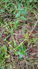 Gentiana cruciata