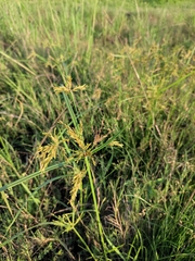 Cyperus iria
