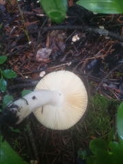 Russula