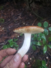 Russula