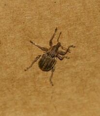 Brachypera zoilus
